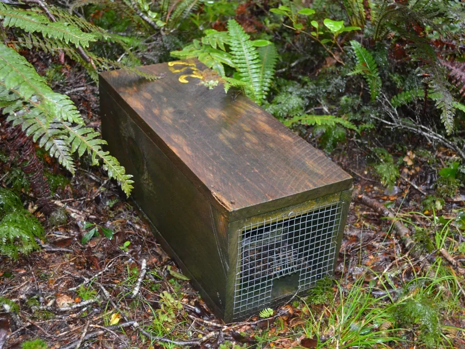 Wooden live catch trap set among ferns